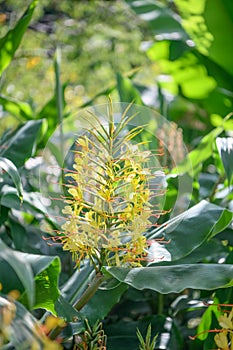 Kahili ginger Hedychium gardnerianum, spike of yellow flowers photo